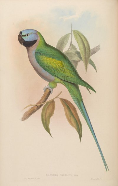 Palaeornis derbianus von John Gould